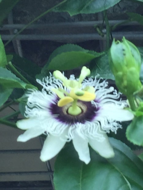 トケイソウの花